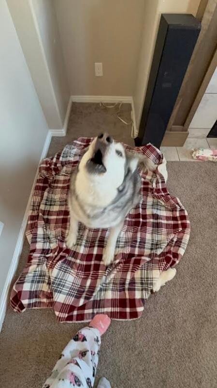 Picture of the Animal Listed